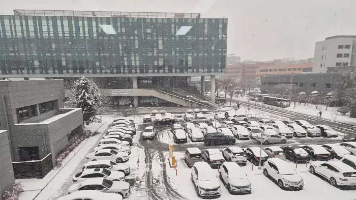 강아지들이 눈을 좋아하는 이유, 퍼피 루덴스